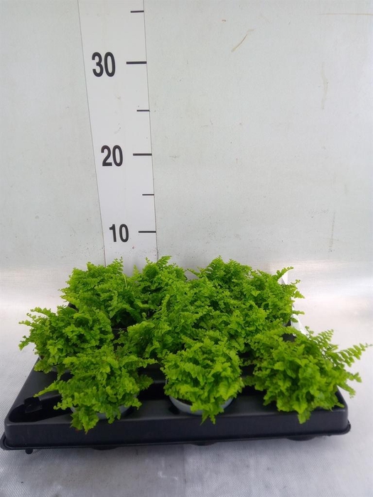 <h4>Nephrolepis exal.   ...</h4>