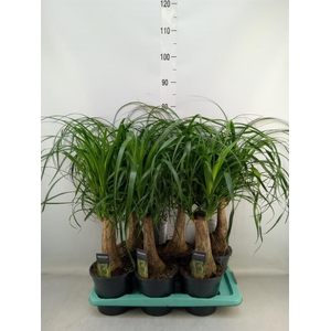 Beaucarnea recurvata