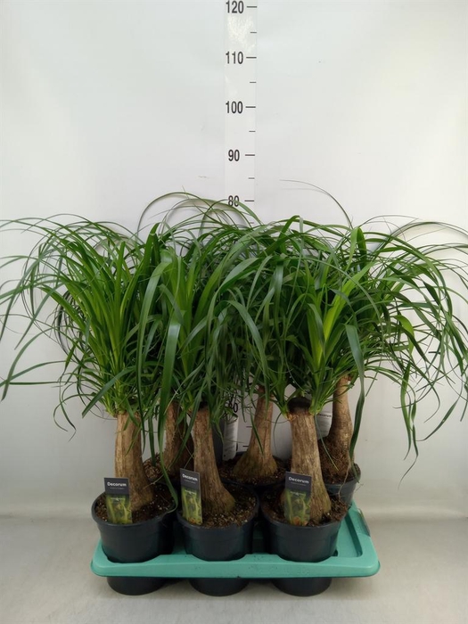 <h4>Beaucarnea recurvata</h4>