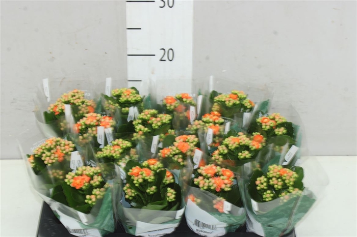 <h4>Kalanchoe Rosalina Oranje</h4>