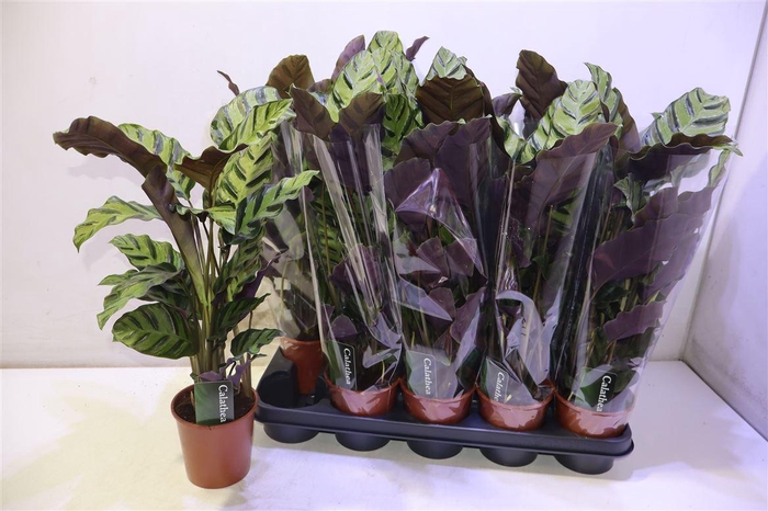 <h4>Calat Greenstar</h4>