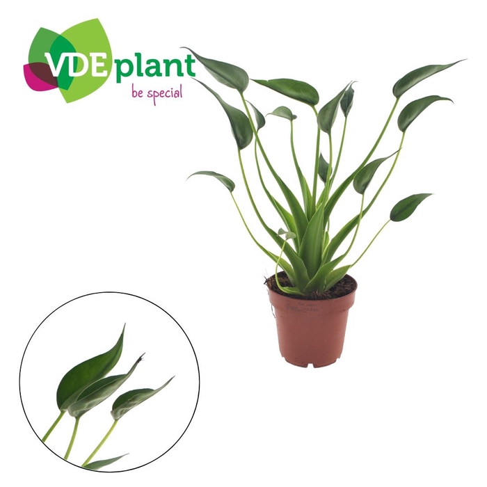 <h4>Alocasia  'Tiny Dancers'</h4>