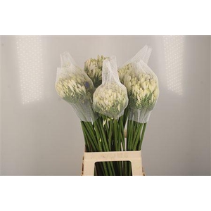 Agapanthus Gletsjer White
