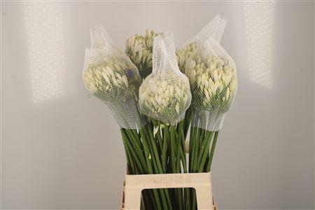 <h4>Agapanthus Gletsjer White</h4>