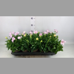 Platycodon grand. 'Astra Pink'
