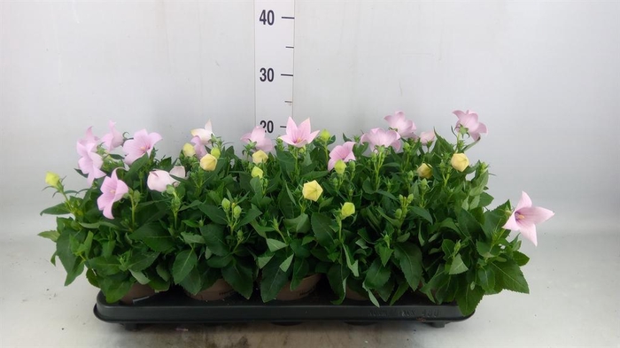 <h4>Platycodon grand. 'Astra Pink'</h4>