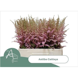Astilbe Ar Cattleya