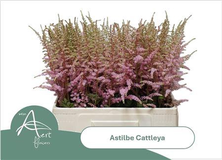 <h4>Astilbe Ar Cattleya</h4>
