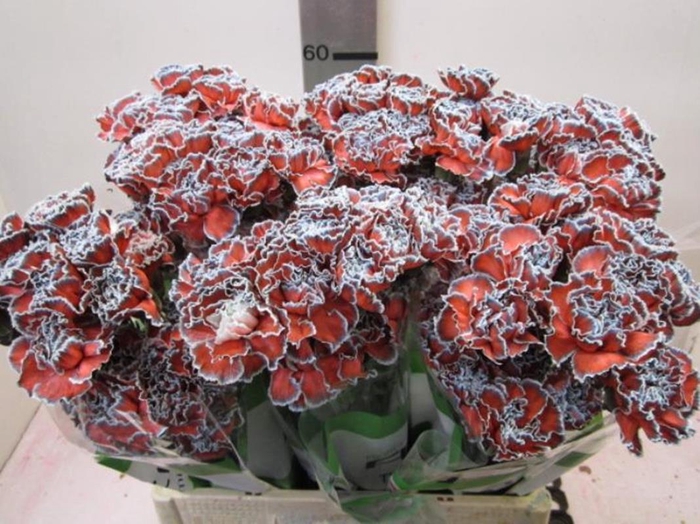 <h4>Di St G Bazooka</h4>