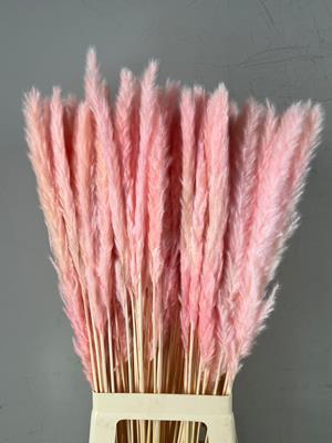 <h4>Df Pampas Silvy Bs 10pc L.pink</h4>