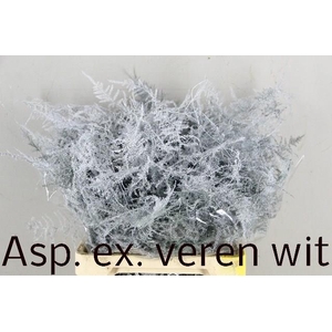 ASP OV KLB H%