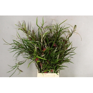 GREVI ASPLENIIFOLIA