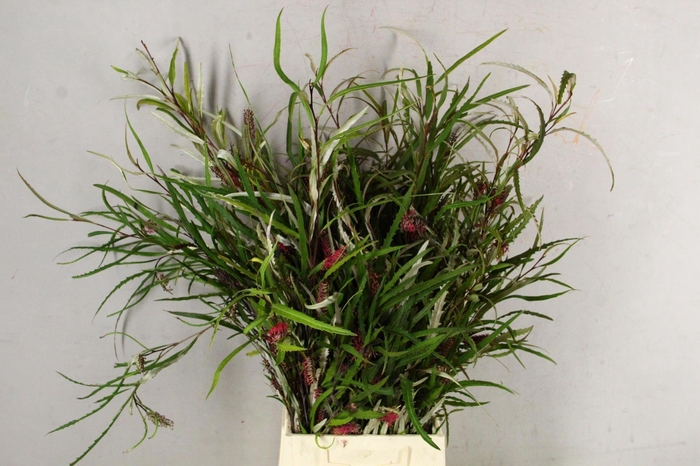 <h4>GREVI ASPLENIIFOLIA</h4>