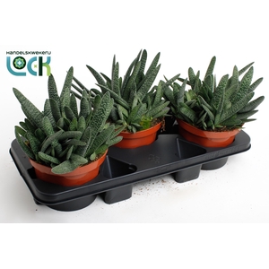 Gasteria Big Ben