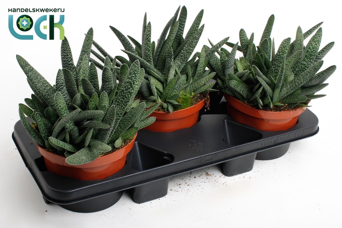 <h4>Gasteria Big Ben</h4>