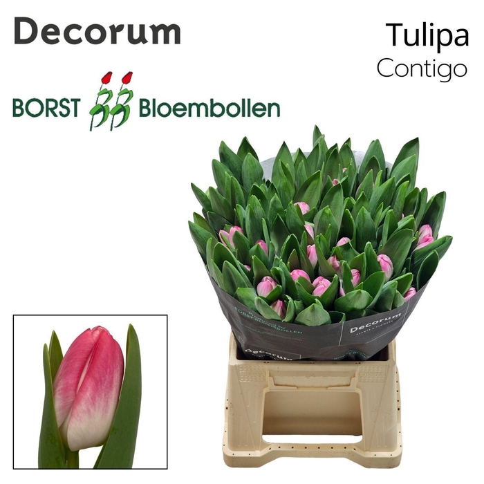 <h4>TU EN Contigo</h4>