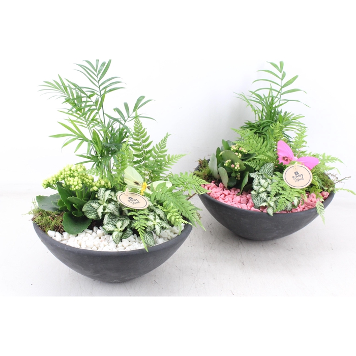 <h4>Arr2 Pl - Ebbischaal L - Roze/wit</h4>