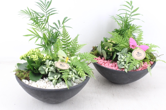 Arr2 Pl - Ebbischaal L - Roze/wit