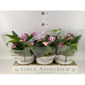 Anthurium  'Zizou'