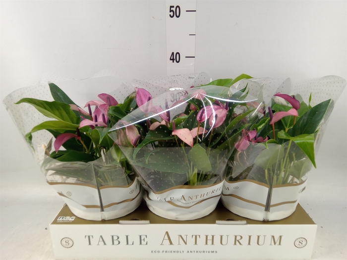 <h4>Anthurium  'Zizou'</h4>
