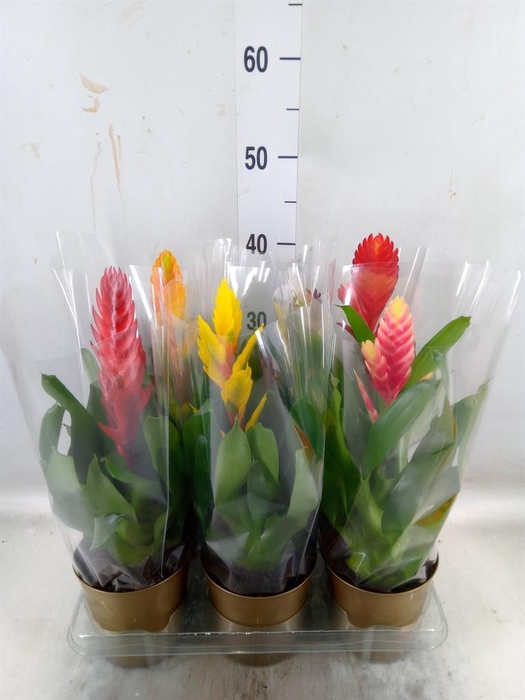 <h4>Vriesea ...mix 6</h4>