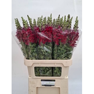 ANTIR ANTIBES RED