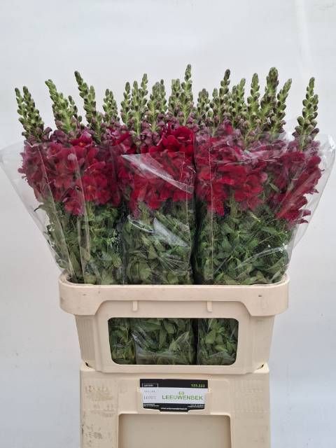 <h4>ANTIR ANTIBES RED</h4>