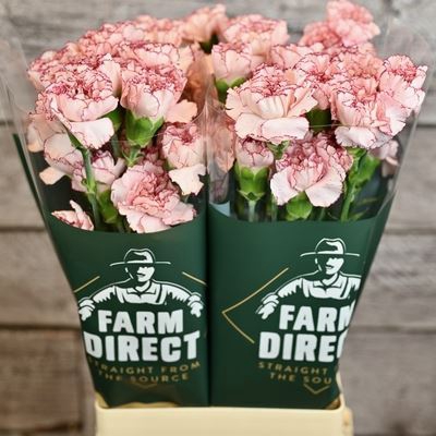 <h4>Dianthus ST 'Mariposa'</h4>