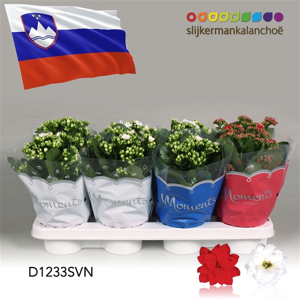<h4>Kalanchoe Moments - Slovenia flag</h4>