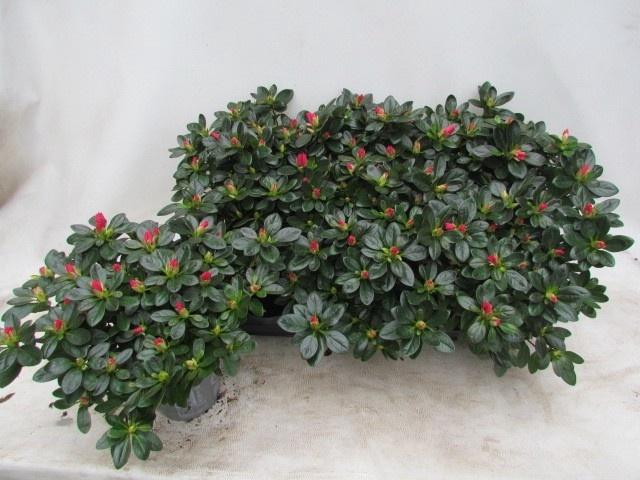 <h4>RHODO SI TOSH PARIS</h4>