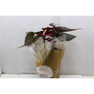 ANTHURIUM DELICATA P17
