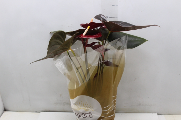 <h4>ANTHURIUM DELICATA P17</h4>