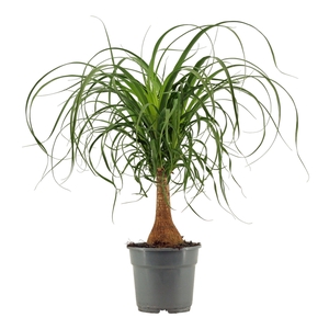 Beaucarnea Recht 17 cm Compacte stam