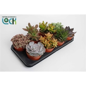 Succulenten Mix UK