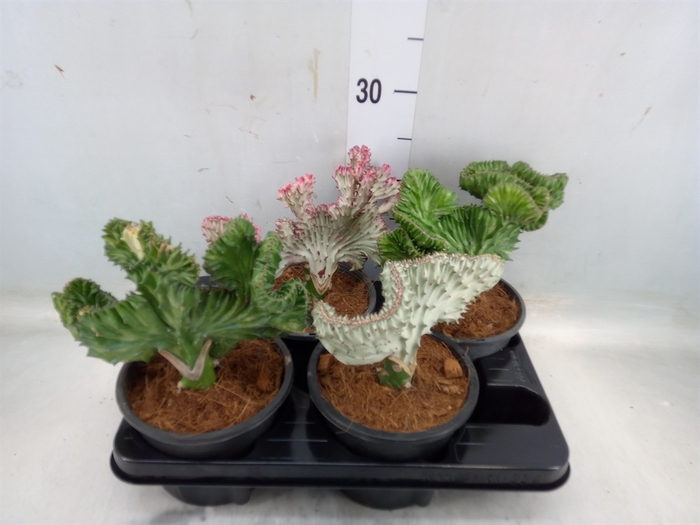 <h4>Euphorbia lactea 'Cristata'</h4>