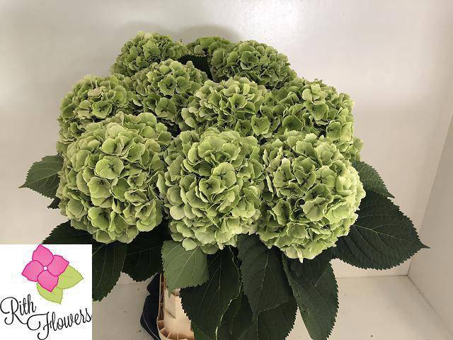 <h4>HYDR M CH VERENA CL</h4>