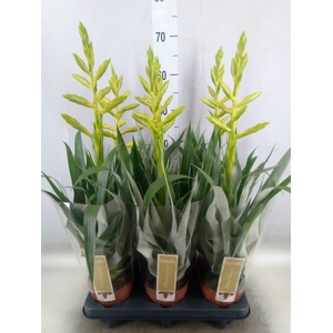 Tillandsia oerstediana