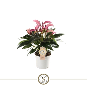 Anthurium  'Zizou'