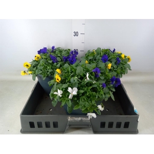 Viola corn. 'Endurio'   ...mix