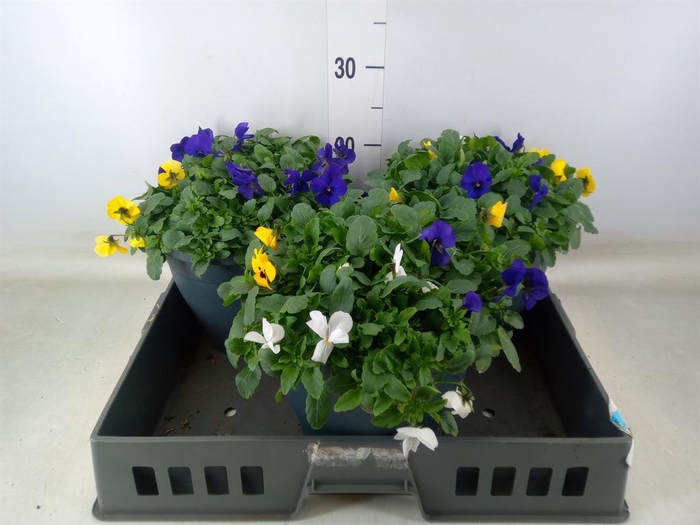 <h4>Viola corn. 'Endurio'   ...mix</h4>