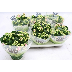 Gevuld 15 cm WEAVER (licht-roze)