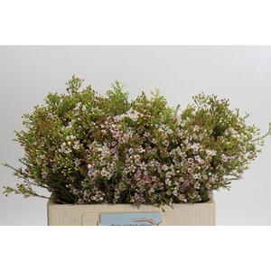 Chamelaucium 'Morning Delight'