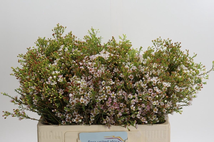 <h4>Chamelaucium 'Morning Delight'</h4>