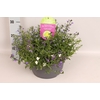 Schaal 26 Mix 12 Lobelia Trio