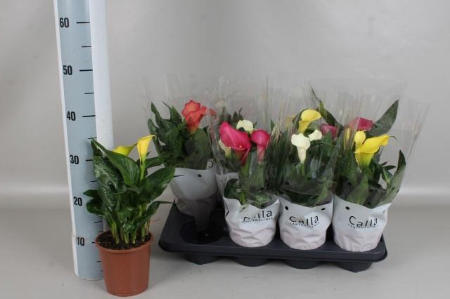 <h4>ZANT GEM 4 KL</h4>