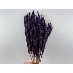 Dried Umbr. Sedge Sm. Leaf Purple Bunch