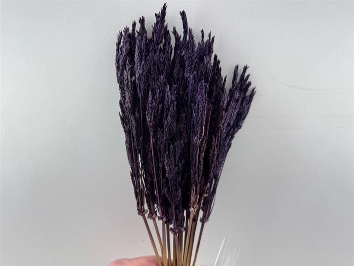 <h4>Dried Umbr. Sedge Sm. Leaf Purple Bunch</h4>