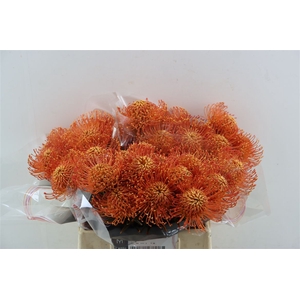 Leuco Klbh Apricot