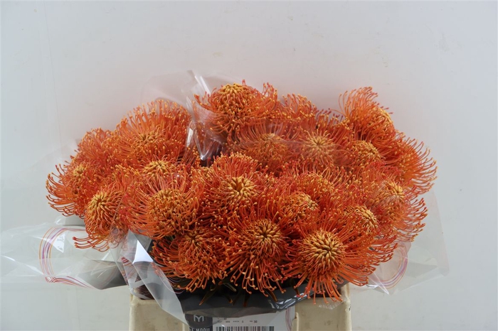 <h4>Leuco Klbh Apricot</h4>