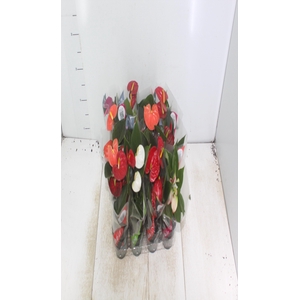 ANTHURIUM VARIADO P09